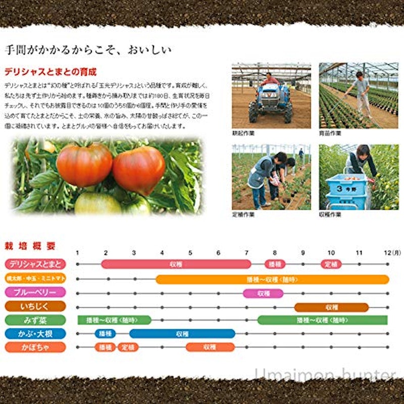 トマトゼリー 7