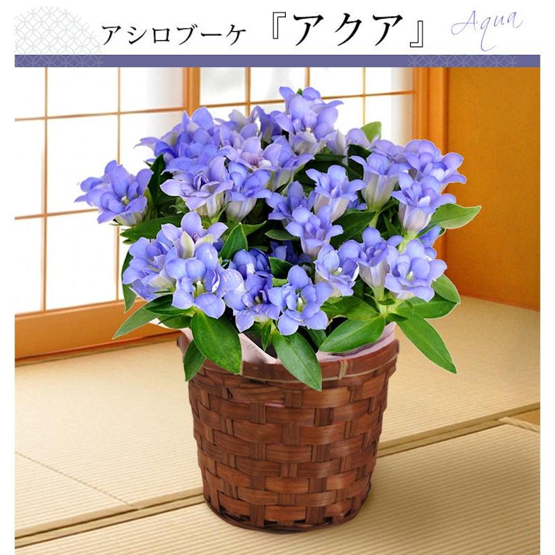 八重咲き りんどう 3