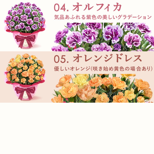 カーネーション鉢植え　スイーツセット 4