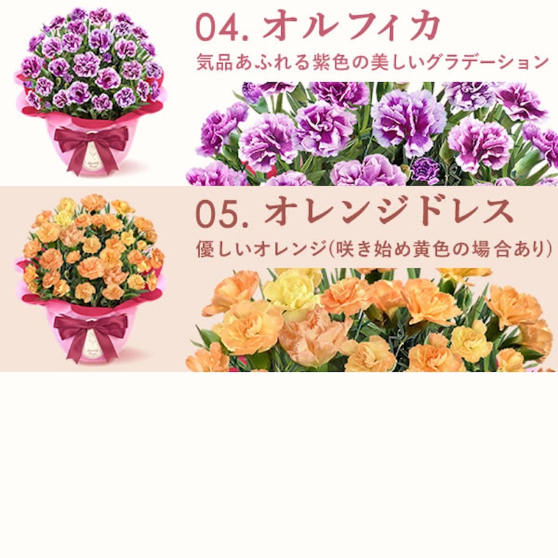 カーネーション鉢植え スイーツセット 4