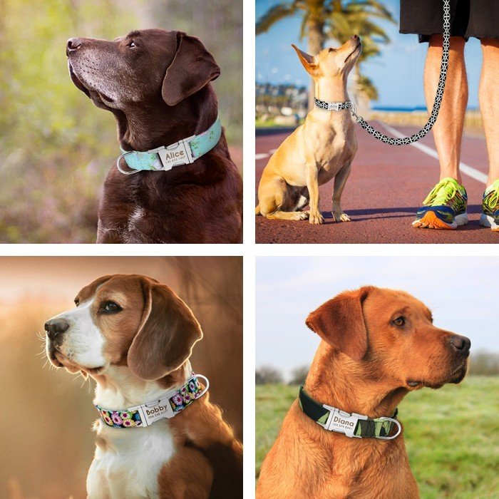 22年 犬用首輪のおすすめ人気ランキング40選 Mybest