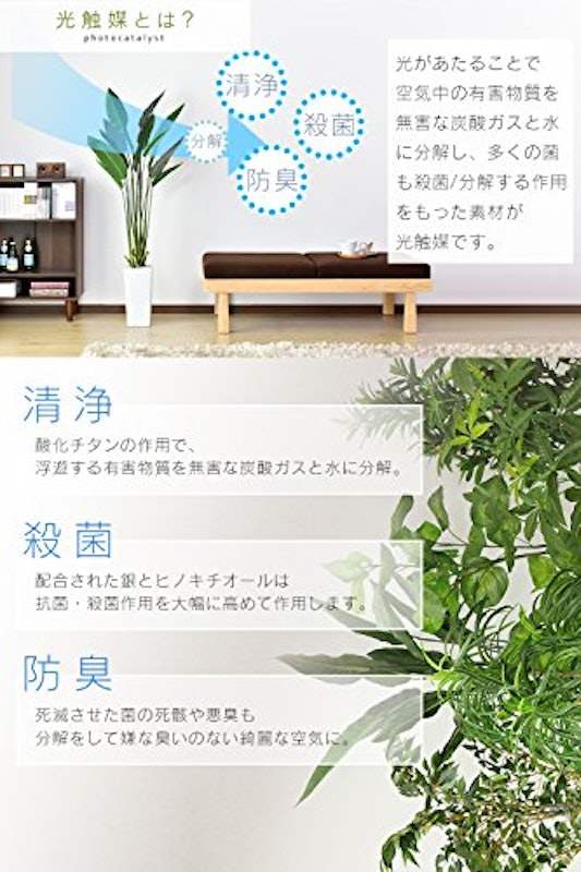ストレリチア 3