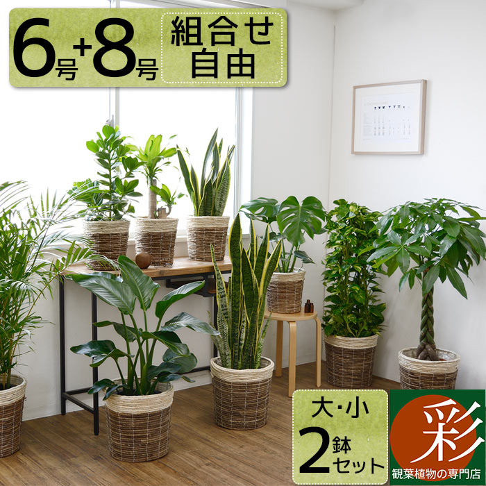 21年 観葉植物のおすすめ人気ランキング30選 Mybest