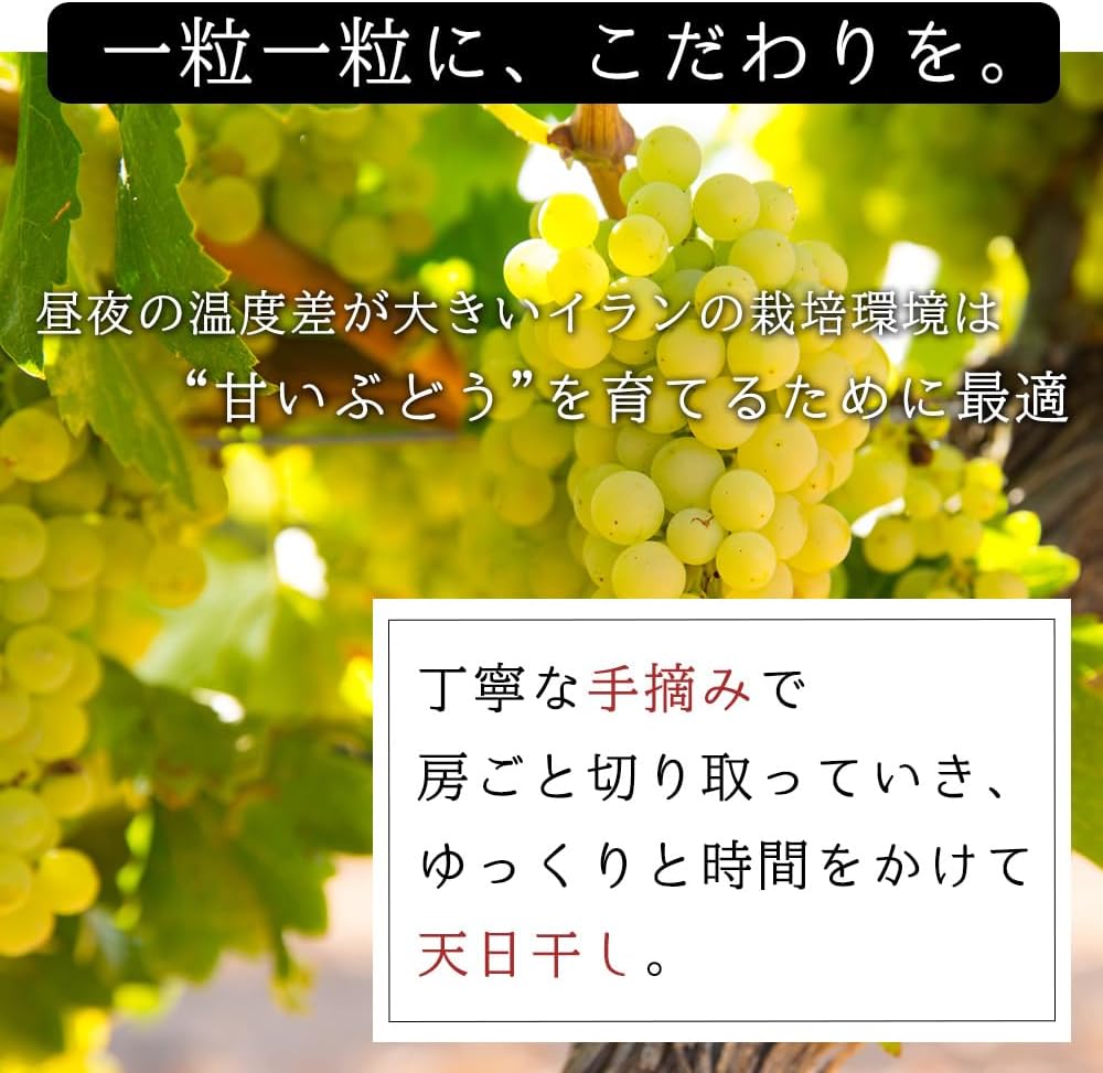 トンプソンレーズン  3