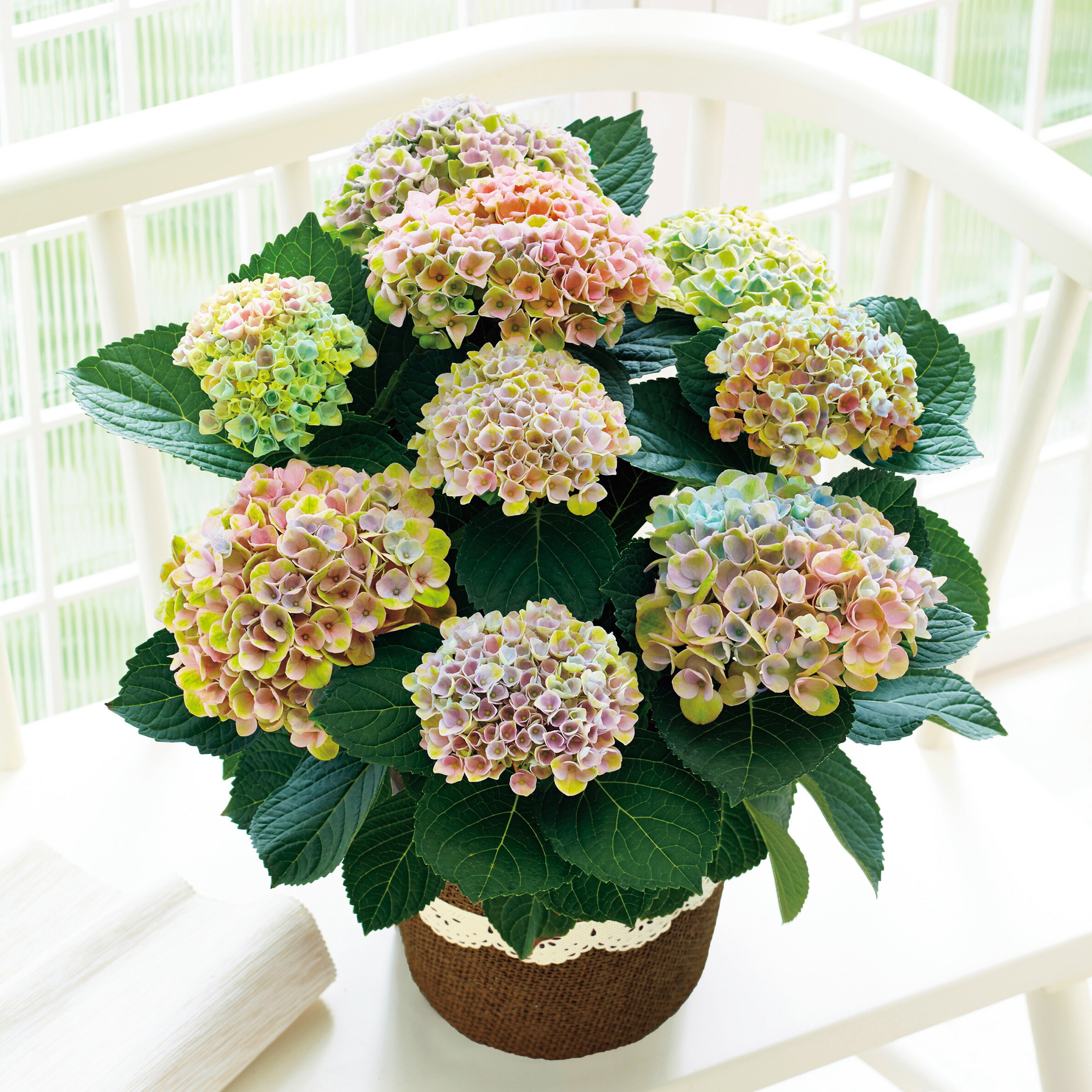 アジサイ鉢植え マジカルレボリューション 1