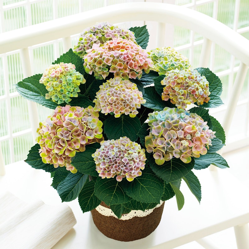 アジサイ鉢植え マジカルレボリューション 1