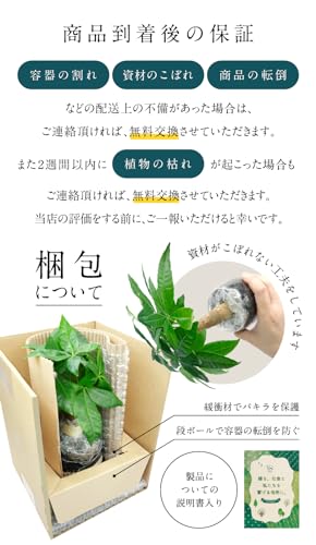 土を使わない観葉植物 6