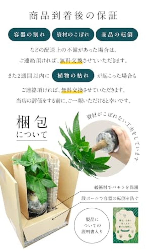 土を使わない観葉植物 6