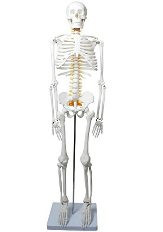 人体骨格模型 1