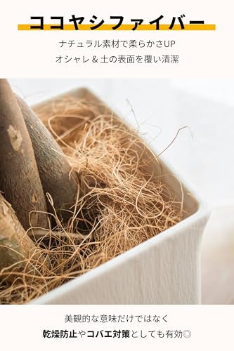 パキラ 3