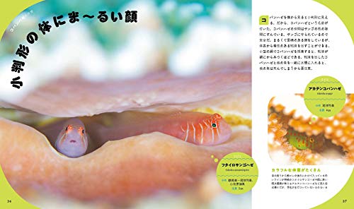 ま〜るい魚図鑑 4