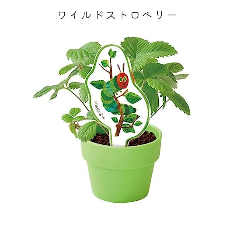 育てるカプセルハーブ 5