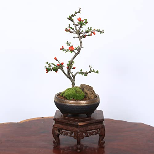 中品盆栽 長寿梅 1