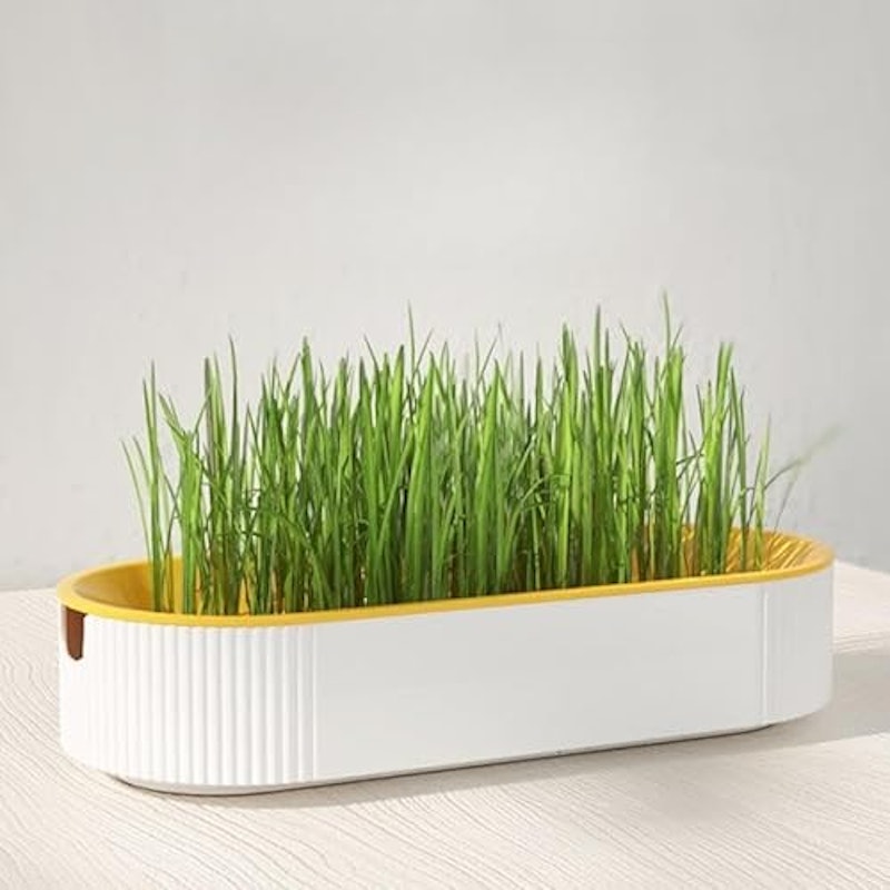 猫草栽培キット 3