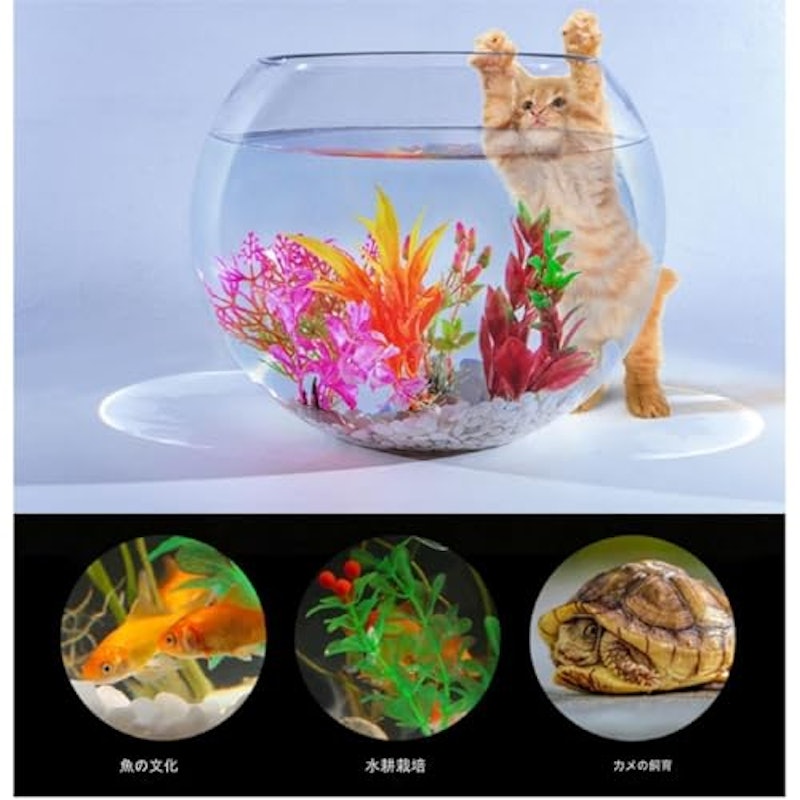 金魚鉢 8
