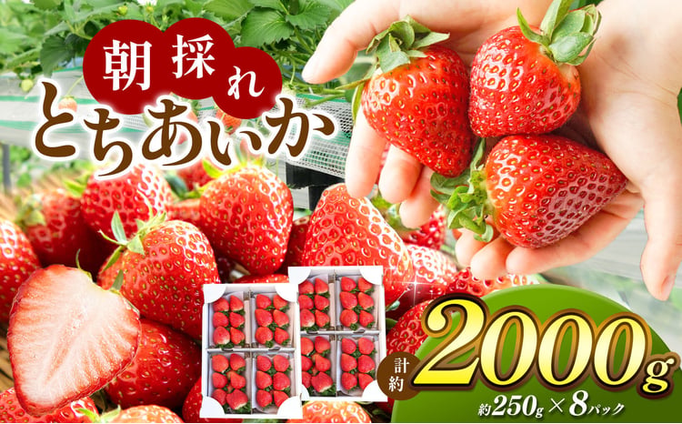 甘く熟した完熟いちご 1