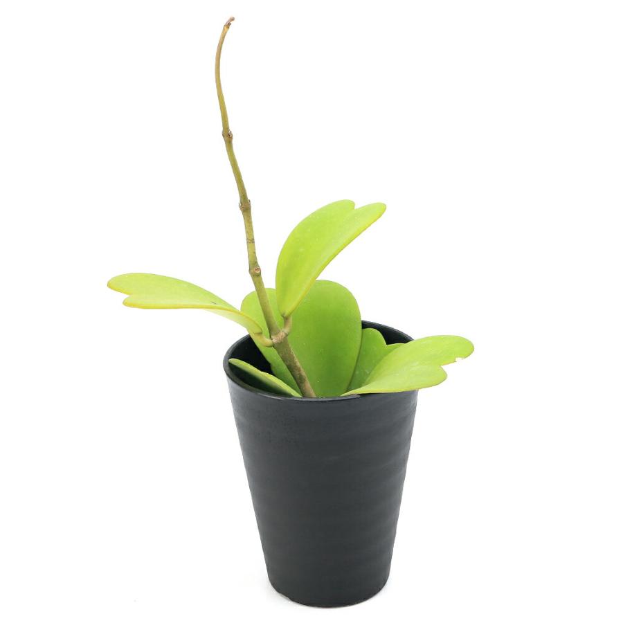多肉植物のおすすめ人気ランキング【2026年6月】 | マイベスト