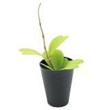 多肉植物のおすすめ人気ランキング【2026年6月】 2