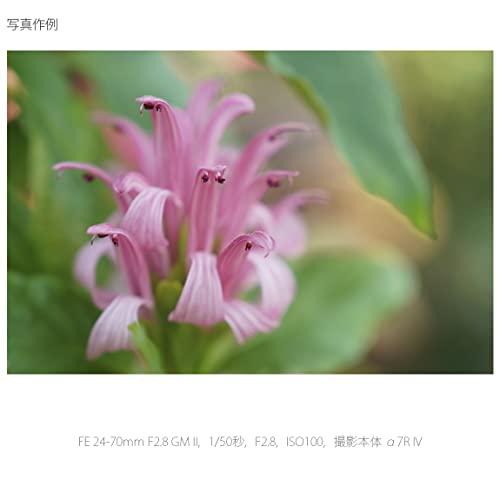 FE 24-70mm F2.8 GM II 15