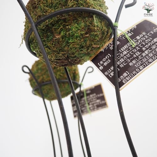 チランジア イオナンタ 苔玉仕立て 8