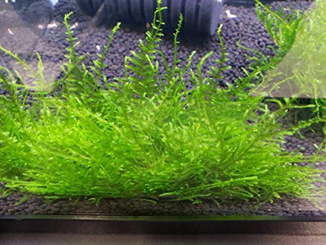 21年 ザリガニ向けの水草のおすすめ人気ランキング8選 Mybest 21年 ザリガニ向けの水草のおすすめ人気ランキング8選 Mybest