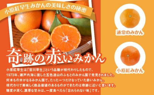 ご家庭用小原紅早生みかん 3