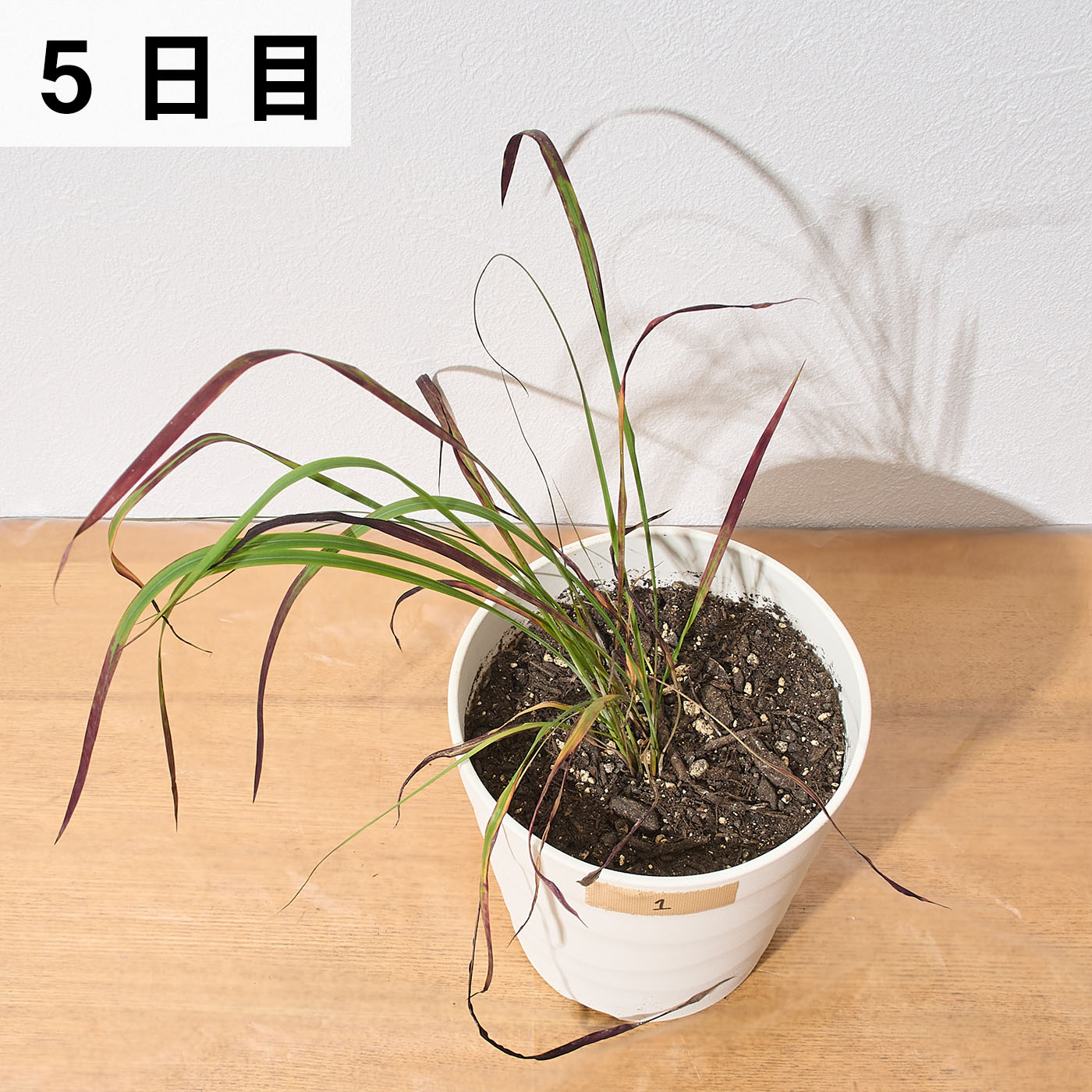 速効除草剤 17