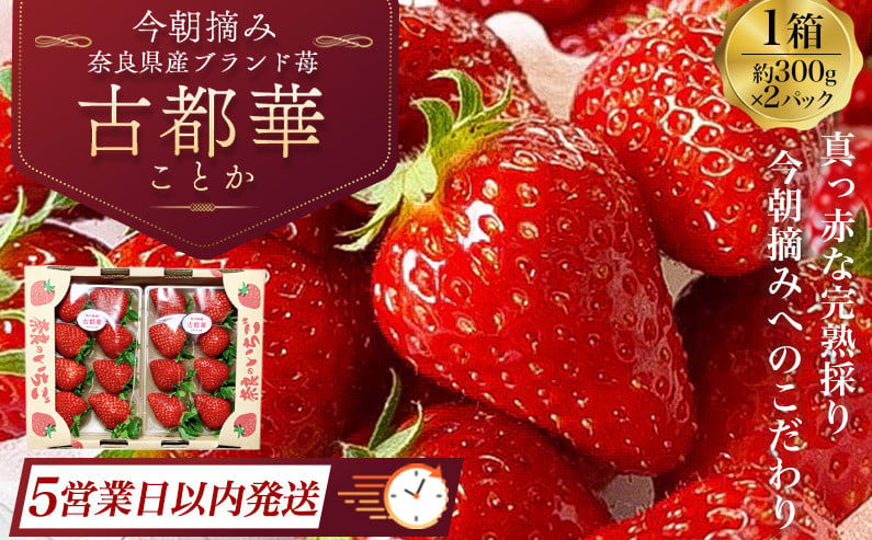 古都華 1