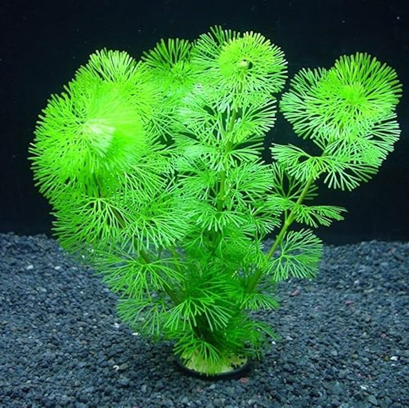 水草 1