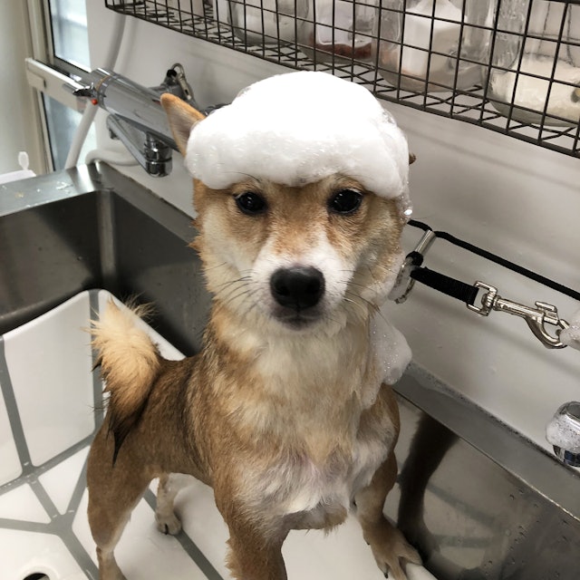 ペットエステ マッドシャンプー全犬種用を他商品と比較 口コミや評判を実際に使ってレビューしました Mybest ペットエステ マッドシャンプー全犬種用を他商品と比較 口コミや評判を実際に使ってレビューしました Mybest