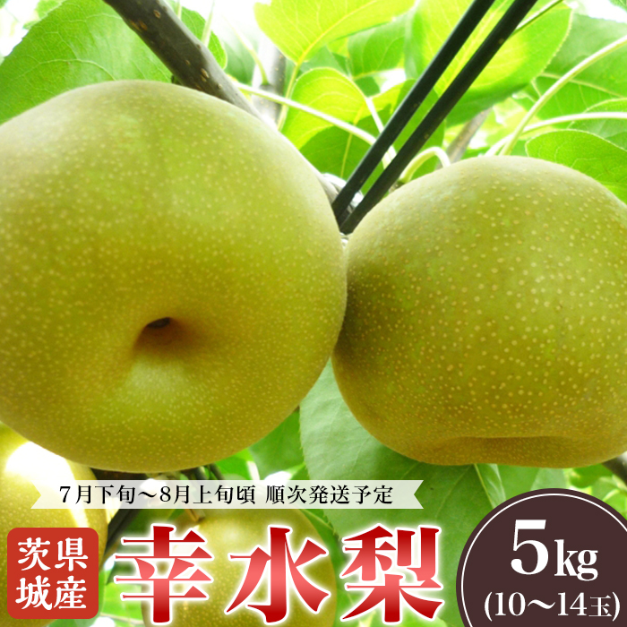 茨城県産 幸水梨 1
