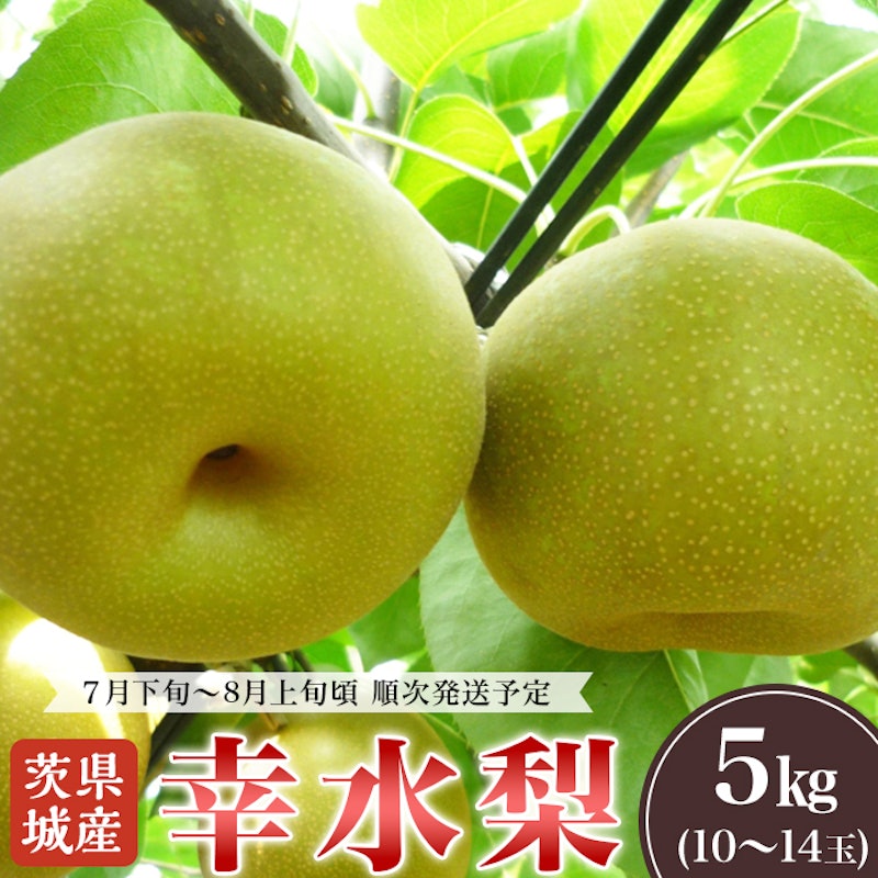 茨城県産 幸水梨 1