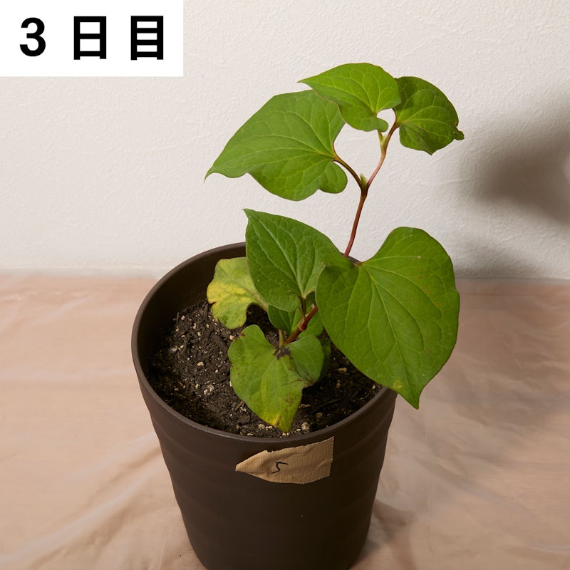 一刀両断 7