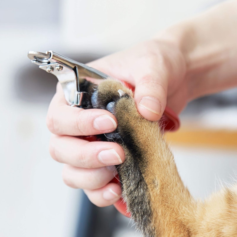 徹底比較 猫用爪切りのおすすめ人気ランキング10選 Mybest