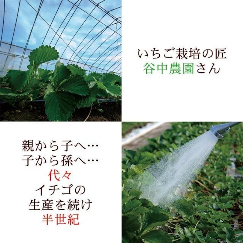 スカイベリー 9