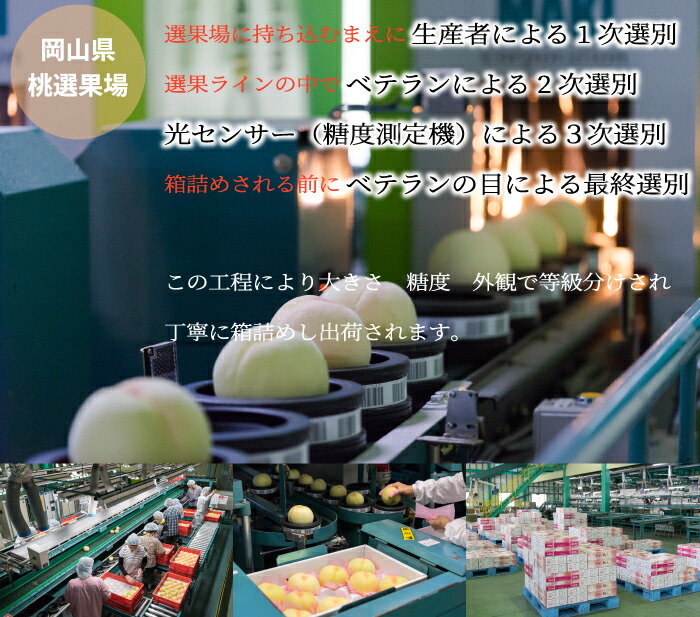 岡山白桃エース 4