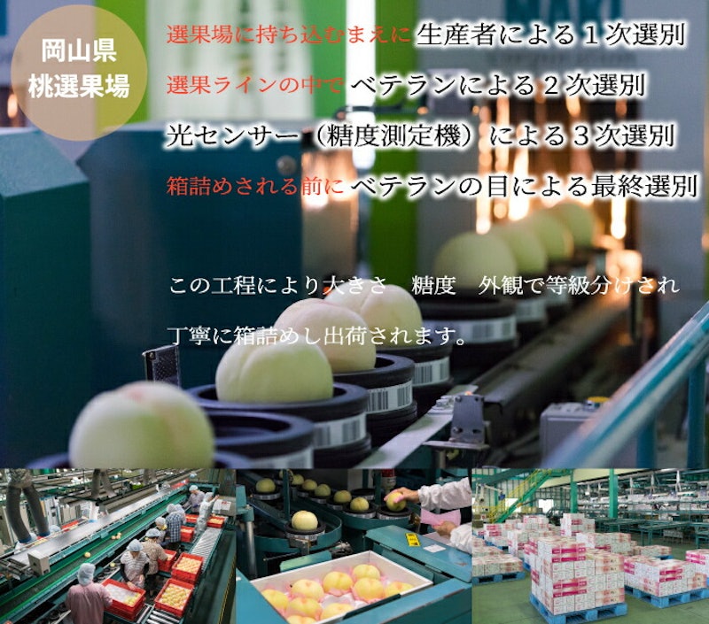 岡山白桃エース 4
