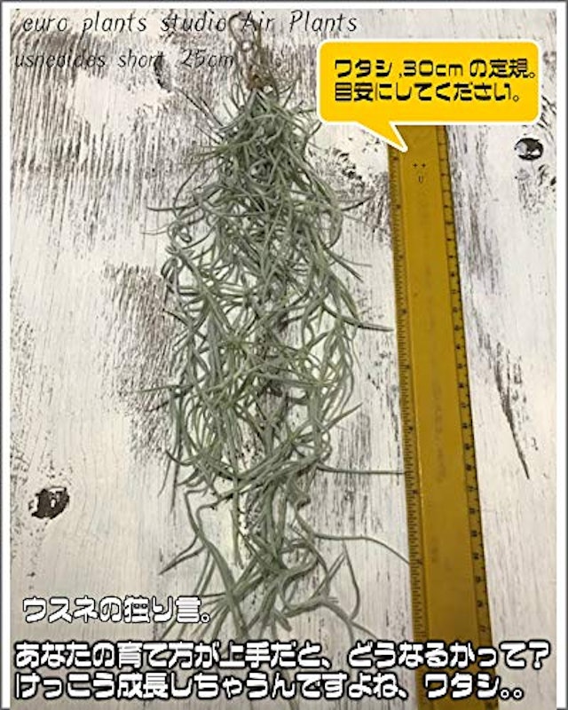 エアープランツ ウスネオイデス 3