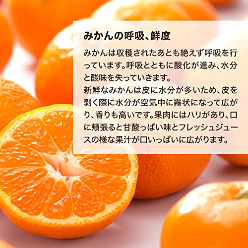 有田みかん 5