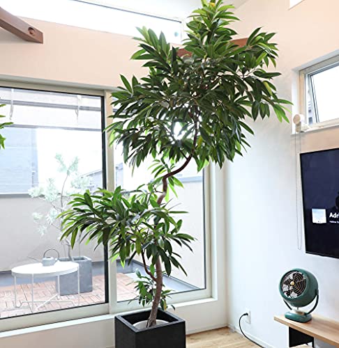 観葉植物図鑑 今人気のインテリアグリーン 2