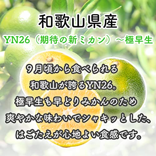 有田みかん 5