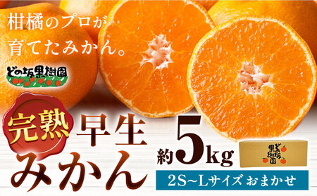 早生みかん 1