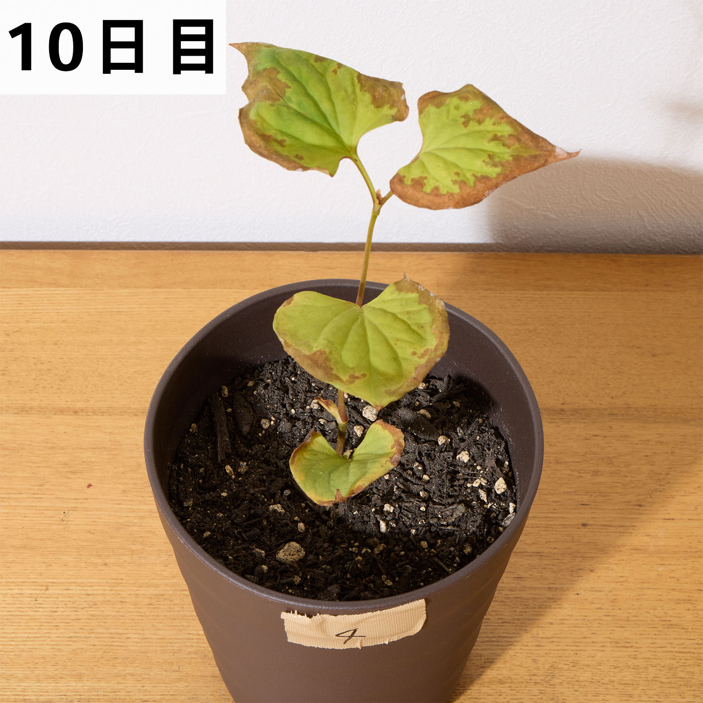 バスタ液剤 13