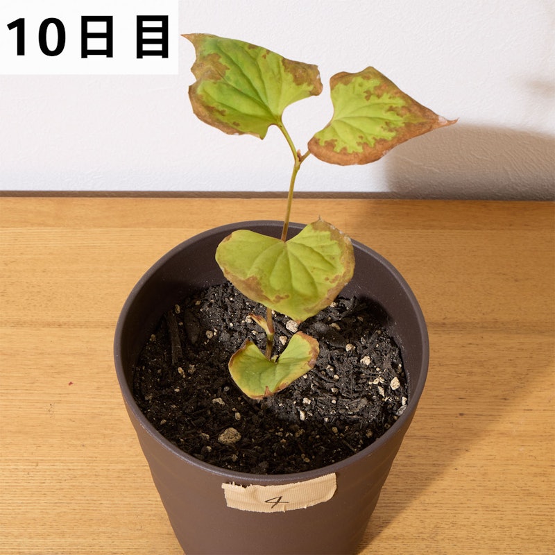 バスタ液剤 13