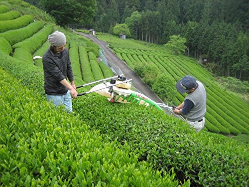 坂本園の川根茶 3