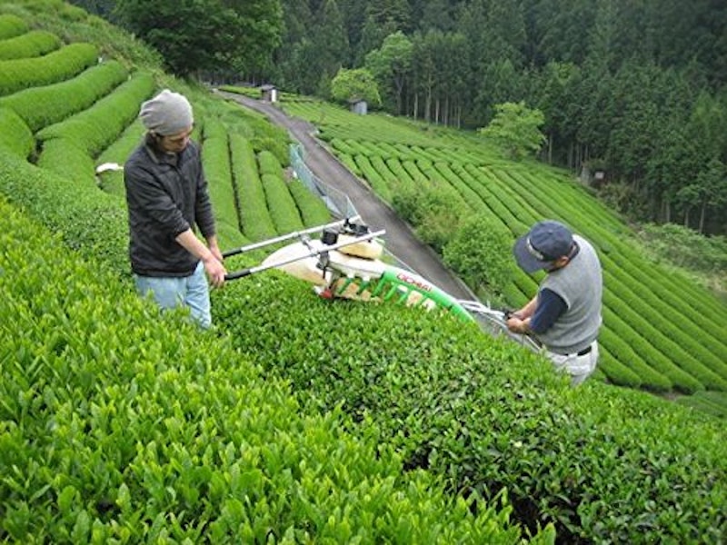 坂本園の川根茶 3