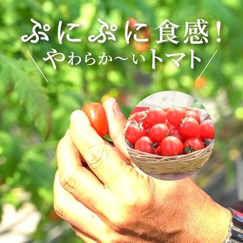 ぷちぷよ さくらんぼトマト 3