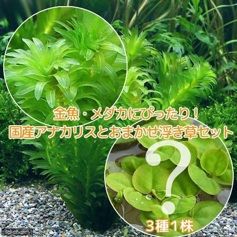 アナカリス+おまかせ浮き草 1