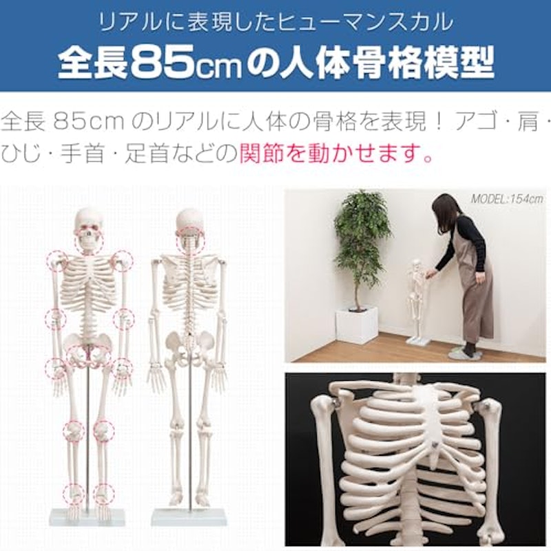 人体骨格模型 2
