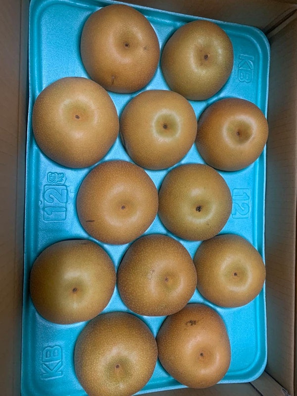 市川産 豊水梨 1